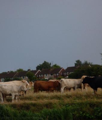 pastoral-england