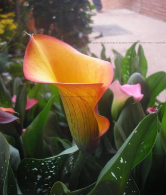 calla-sobria-perfezione