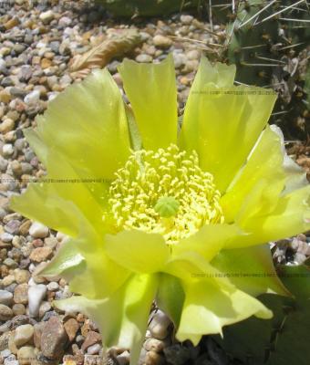 echinocereus