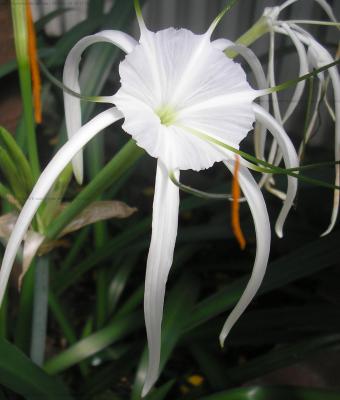 hymenocallis-littoralis