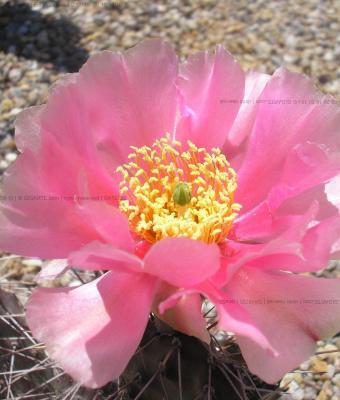 echinocereus