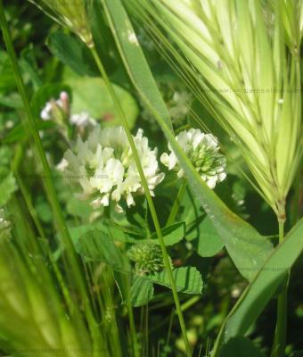 fiori-di-campo