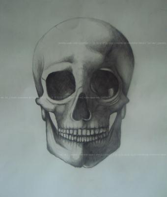 studio-anatomico-del-teschio