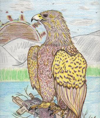 aquila