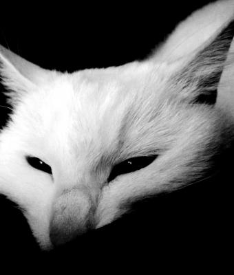 white-cat