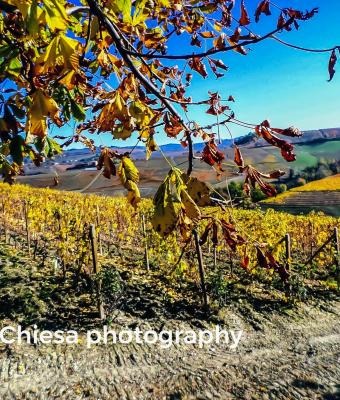 golden-vineyard