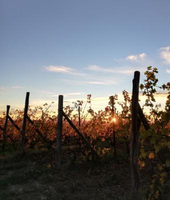 sunset-on-vineyards