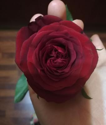 rose