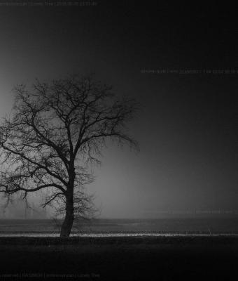 lonely-tree