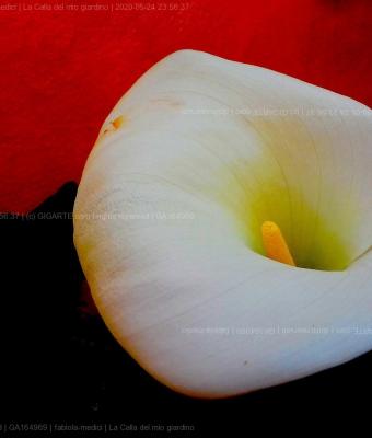 la-calla-del-mio-giardino