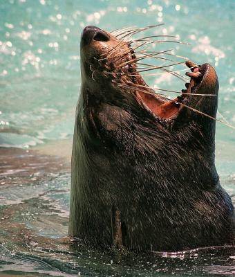 foca-in-emersione