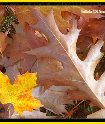 colori-dell-autunno