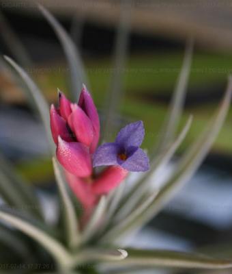 tillandsia-pianta-aerea