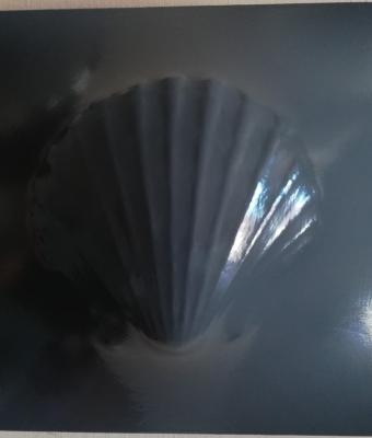 grey-pecten-260