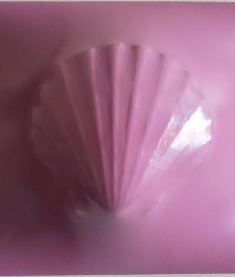 pink-pecten-470