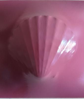 pink-pecten-490