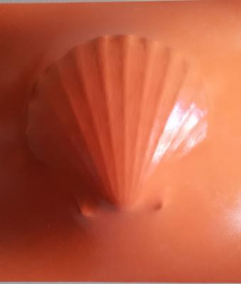 orange-pecten-550