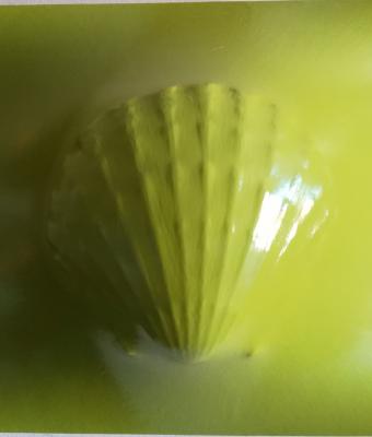 green-pecten-620