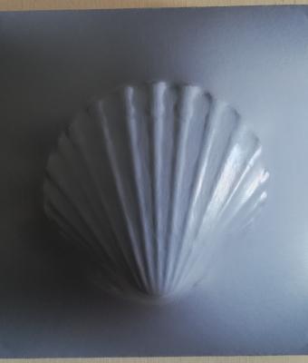 grey-pecten-240