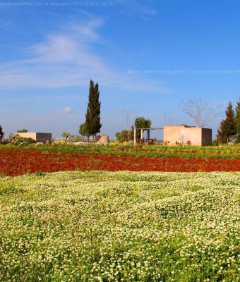 fiori-di-campagna