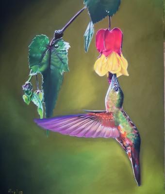 colibri