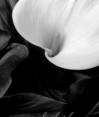 calla-in-bampw