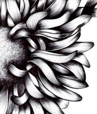 girasole