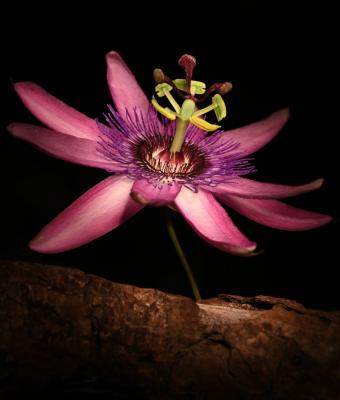 passiflora