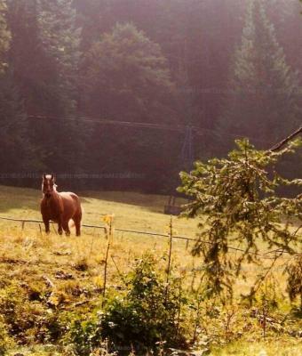 cavallo-solitario