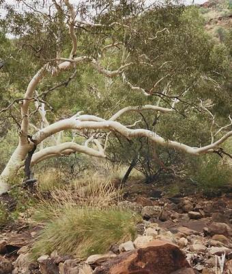 lucio-briganti-alberi-coober-p