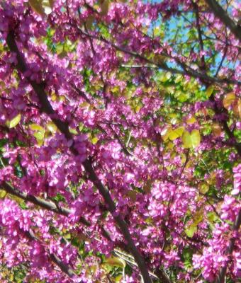 robinia-pseudo-acacia-rosa