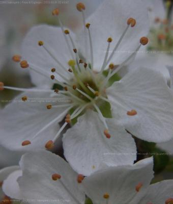 fiore-di-cigliegio