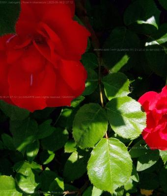 rose-in-chiaroscuro