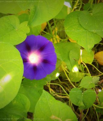 campanula-viola