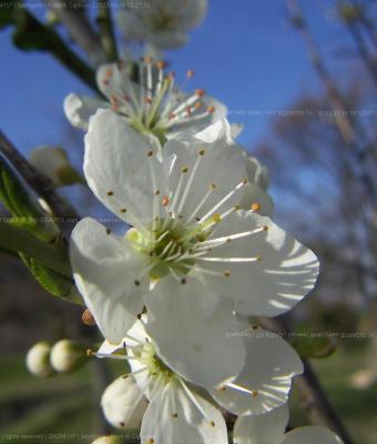 fiore-di-cigliegio