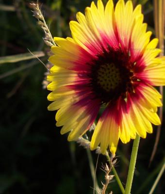 petali-in-luce