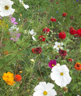 candidi-anemoni-d-acqua