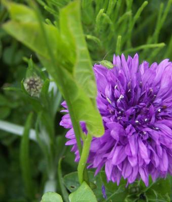 centaurea