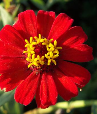 zinnia-rossa