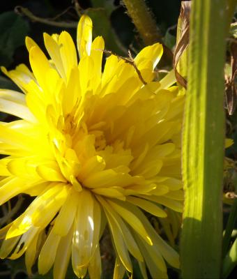 fiore-di-rosolaccio-nel-sole