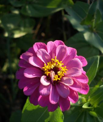 zinnia-rosa