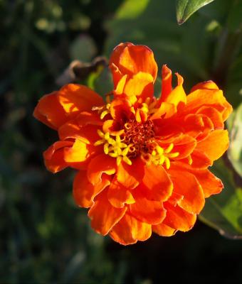 zinnia-arancione