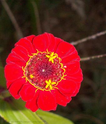 zinnia-di-prato