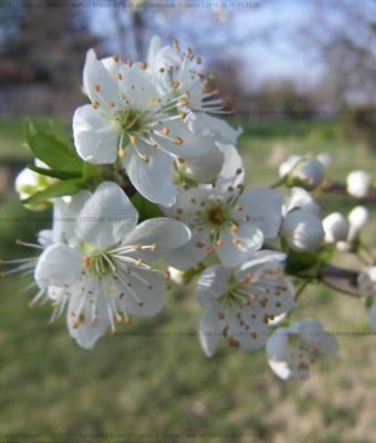 susino-selvatico-in-fiore-al