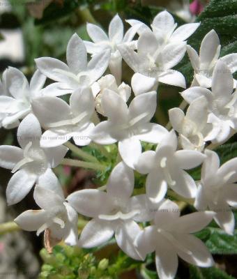 candidi-fiori