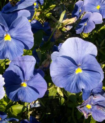 viole-del-pensiero-azzurre