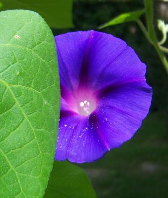 campanula-viola-con-foglia