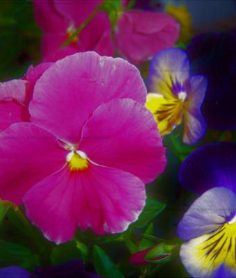 viola-mammola-fucsia