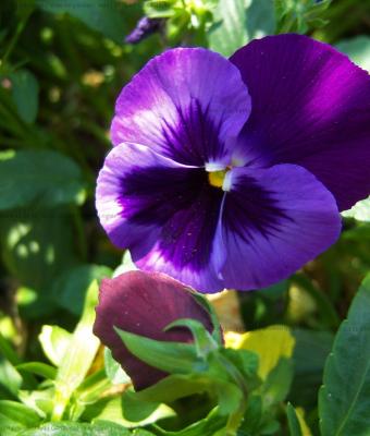 viola-del-pensiero-viola