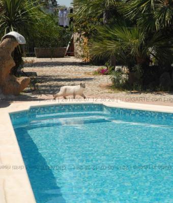 gatto-in-piscina